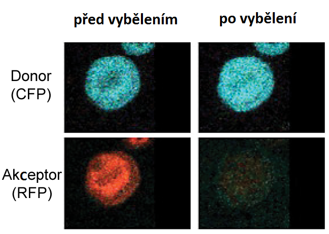 File:FRET cz photobleaching.tif