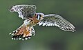 Falco sparverius (Kanada)