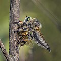 19 Fan-bristled robber fly (Dysmachus trigonus) with bee prey Babadag uploaded by Charlesjsharp, nominated by Charlesjsharp,  16,  0,  0