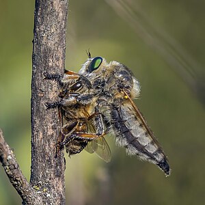 Fan-bristled robber fly (Dysmachus trigonus) with bee prey Babadag