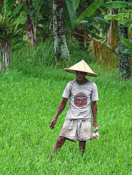 File:Farmer working in the rice field, Bali, Indonesia; January 2020.jpg