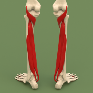 Fascial compartments of leg (deep posterior compartment) - posterior view.png