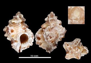 <i>Favartia coltrorum</i> Species of gastropod