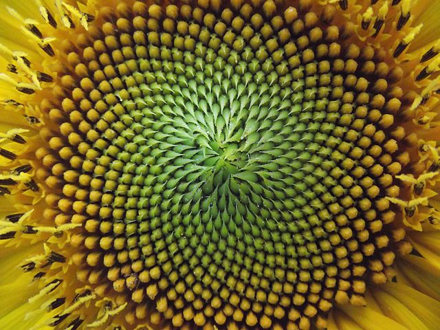640px-Fibonacci_spiral.jpg (640×480)