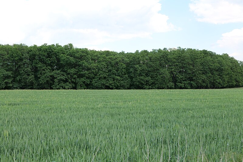 File:Field at Morgenstücke Werder 2022-05-25 18.jpg