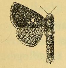 Metarbela triguttata Fig.09-Metarbela triguttata (Aurivillius, 1905).JPG