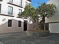 wikimedia_commons=File:Fig Tree Square.jpg