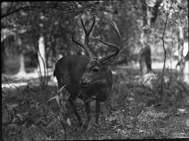 File:File-Yosemite, Sept 17, 1927, Deer, -male sign- mule, eating fern, g. wright, 3s 8x10 PMC 3, 12s 11x14 IMC 2 Verl, Slide 1 12 @ 16 (22e3aa99167748d0a284bed92eb11110).jpg