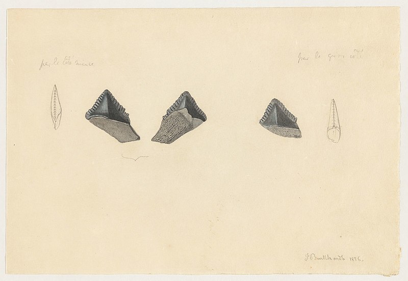 File:Five unidentified specimens (1856).jpg