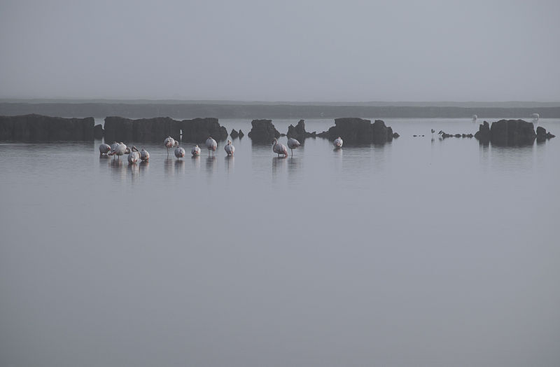 File:Flamencos en la Niebla.jpg