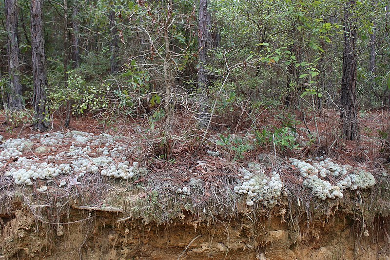 File:Flat Tub Wildlife Management Area Rocky Hammock Ldg Rd reindeer moss b.jpg