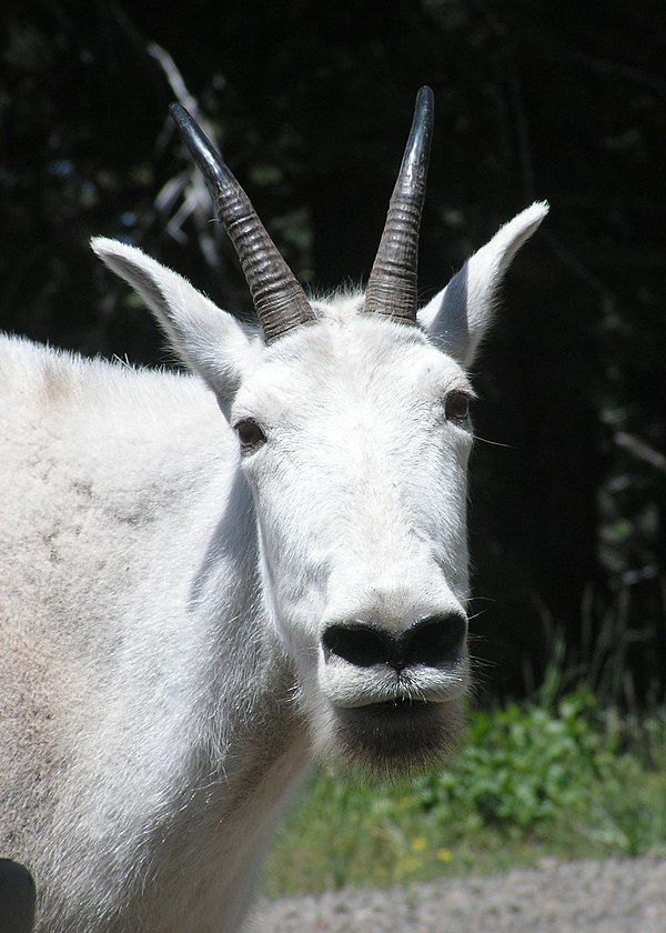 Close-up of head