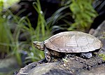Thumbnail for File:Flickr - Oregon Department of Fish &amp; Wildlife - 5174 western pond turtle swart odfw.jpg