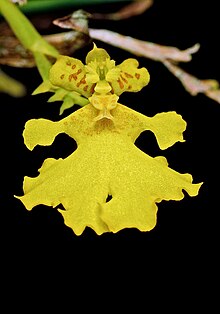 Flickr - ggallice - Orchid (26) - cropped.jpg