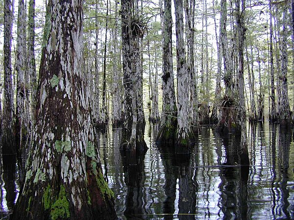 Florida Cypress Dome in the Big Cypress National Preserve