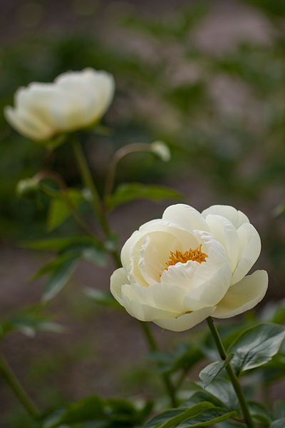 File:Flower, Herbaceous peony "Prairie moon" - Flickr - nekonomania (3).jpg