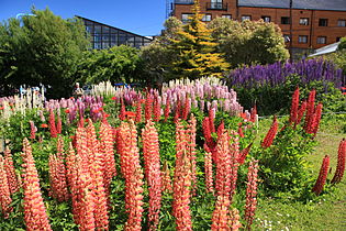 Jardín florido, cerca del Museo del Fin del Mundo.