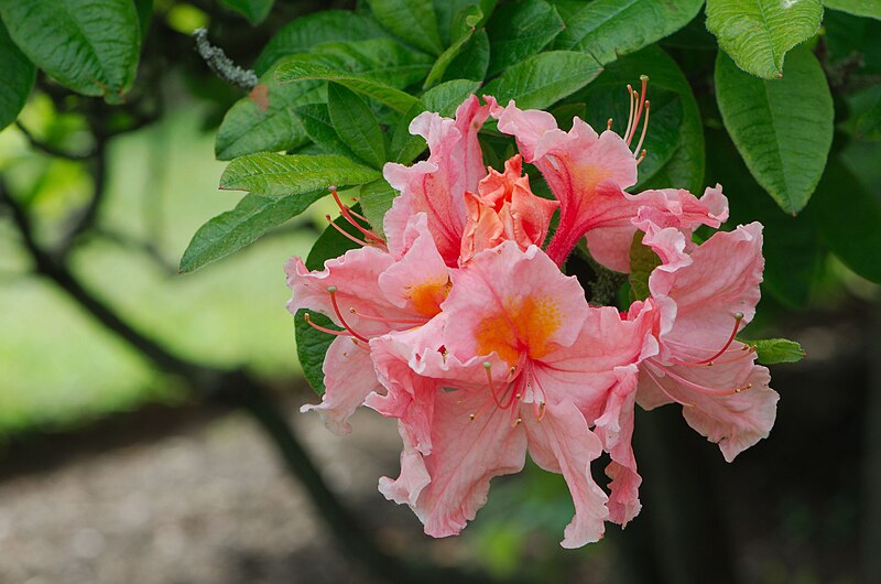 File:Flowers June 2013, Visit to the Botanics (9001053868).jpg