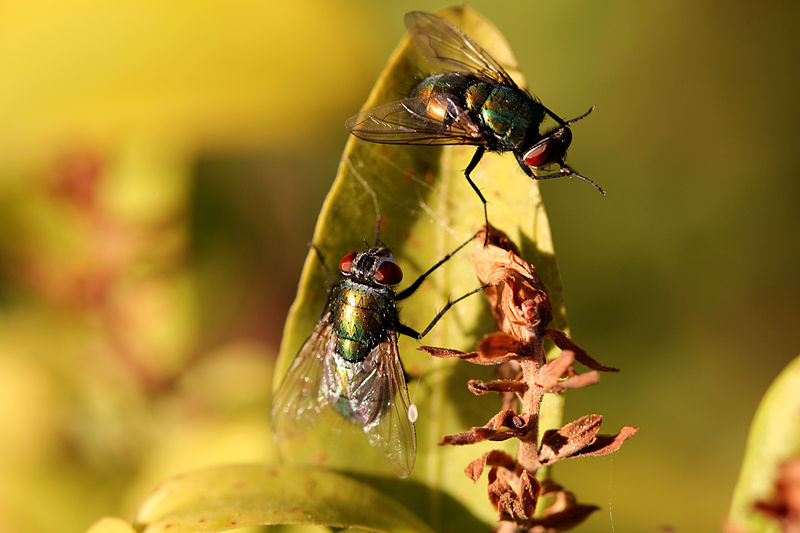 File:Fly Gathering (8210532752).jpg