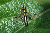 Chorisops sp. (Stratiomyidae) Soldier fly