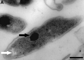 <i>Methylacidiphilum fumariolicum</i> Species of bacterium