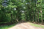 Vignette pour Forêt de Bois-d'Arcy