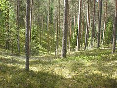 Bosc de pi roig (Pinus sylvestris) amb un sotabosc de bruguerola (Calluna vulgaris) al Parc Nacional de Leivonmäki, Finlàndia.
