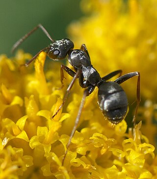 <i>Formica podzolica</i> Species of ant