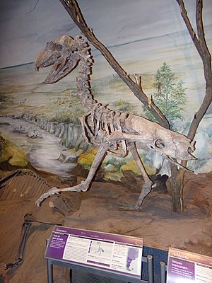 Skeletrekonstruktion af Andalgalornis