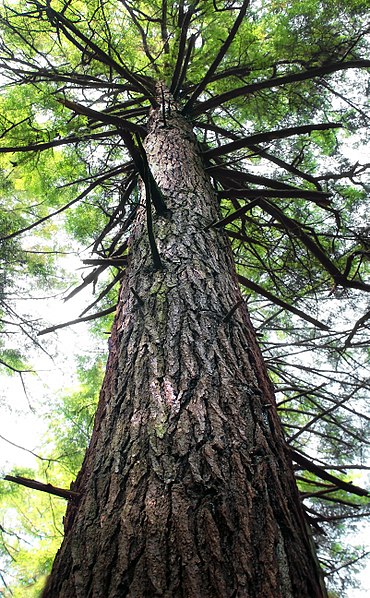 File:Forrest H. Dutlinger Natural Area (Revisit) (17) (9660754652).jpg