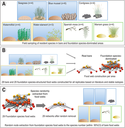 Foundation species enhance food web complexity
In a 2018 study by Borst et al...
(A) Seven ecosystems with foundation species were sampled: coastal (seagrass, blue mussel, cordgrass), freshwater (watermilfoil, water-starwort) and terrestrial (Spanish moss, marram grass).
(B) Food webs were constructed for both bare and foundation species-dominated replicate areas.
(C) From each foundation species structured-food web, nodes (species) were randomly removed until the species number matched the species number of the bare food webs.

It was found the presence of foundation species strongly enhanced food web complexity, facilitating particularly species higher in the food chains. Foundation species enhance food web complexity.png