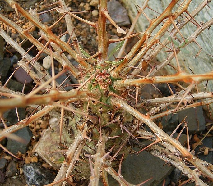 File:Fouquieria columnaris 01 ies.jpg