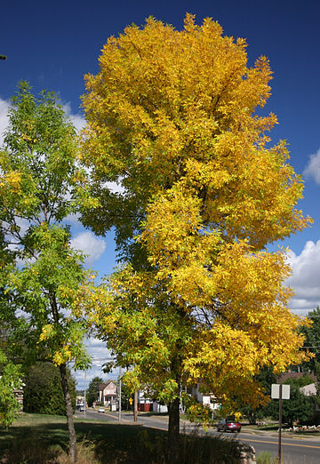 File:Fraxinus pennsylvanica tree.jpg