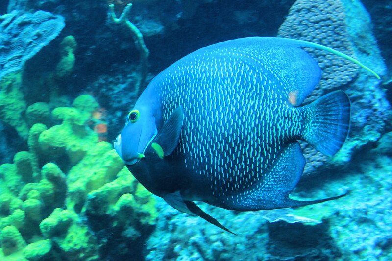 File:French angelfish Pomacanthus paru 1382.jpg