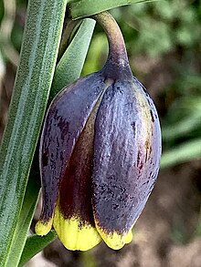 Fritillaria uva-vulpis single flower.jpg