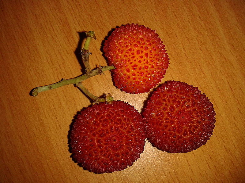 File:Fruto del Madroño maduro.jpg