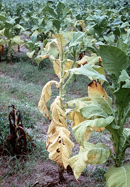 File:Fusarium wilt symptom tobacco.jpg