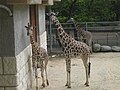 Girafes (Giraffa camelopardalis)