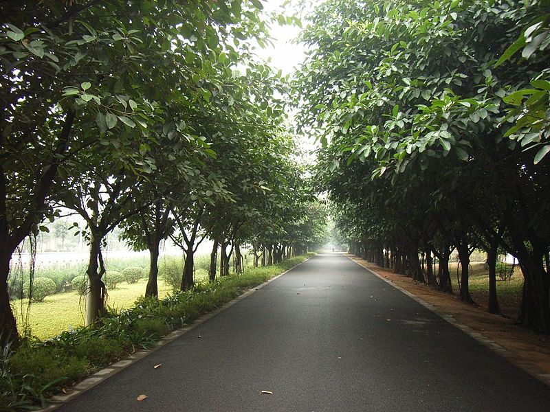 File:GZ Da Fu Shan Garden 大夫山森林公園 Trees n Road.jpg