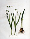 Galanthus nivalis — Flora Batava — Volume v1.jpg