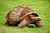 Galapagos Tortoise (5213306875).jpg