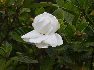 <i>Gardenia jasminoides</i> Species of evergreen flowering plant