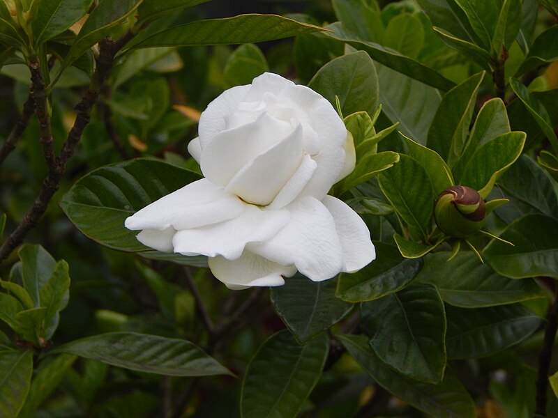Gardenia jasminoides - Wikipedia, la enciclopedia libre