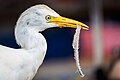 Garza Blanca (Ardea alba eating)