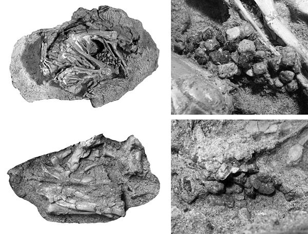 Specimen with gastroliths