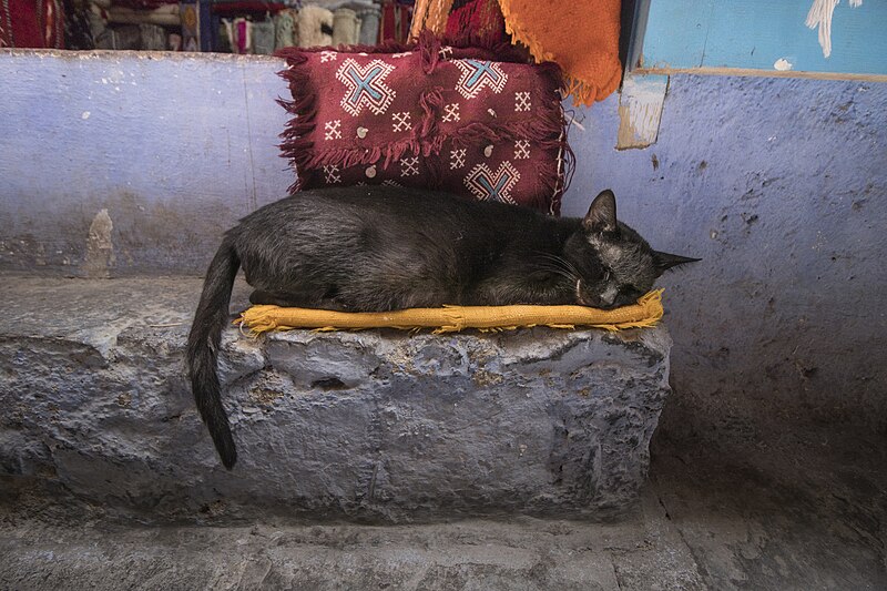 File:Gatto nelle strade di Chefchaouen 140.jpg