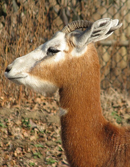 Close-up of the head of a mhorr gazelle (N. d. mhorr)