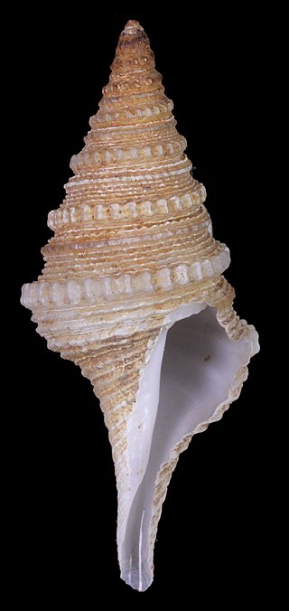 <i>Gemmula cosmoi</i> Species of gastropod