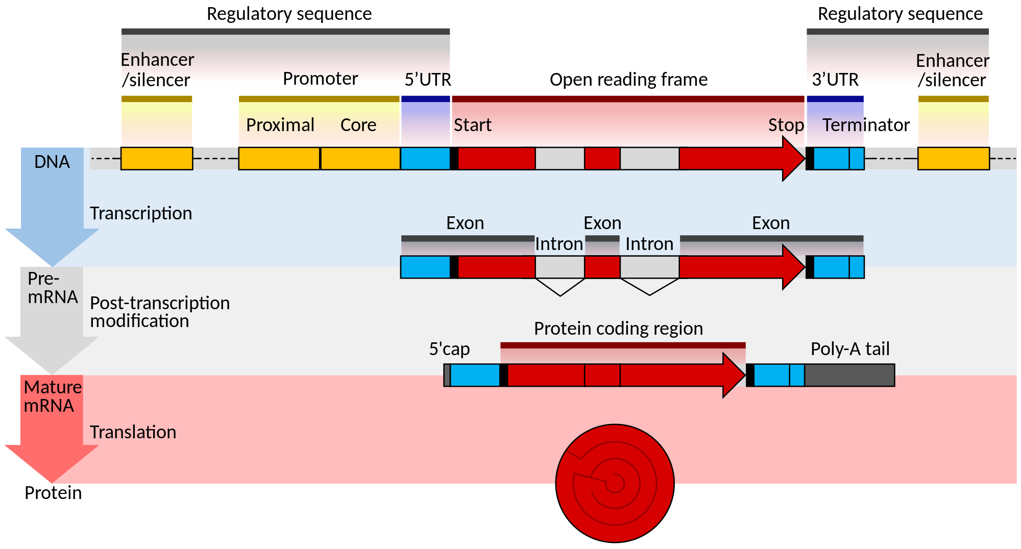 Template Eukaryote Gene Structure