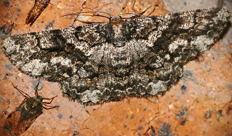 File:Geometrid Moth (Zeuctoboarmia hyrax) with Planthopper (Dyctiopharidae) (16284960847).jpg